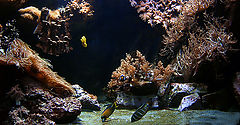photo "underwater"