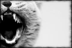 photo "*****"