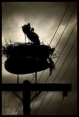 photo "***"