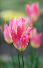 photo "Tulips"