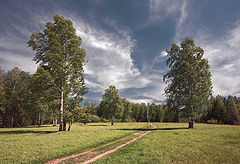 фото "Среди берез"