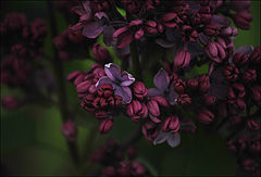 фото "the lilac"