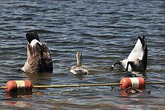 photo "synchro swimming"