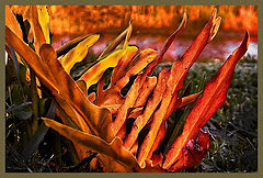 фото "Plomienie"