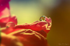 photo "***"