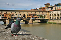 photo "Pigeons and Ponte Vecchio"