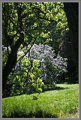 фото "Сирень"