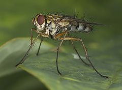 photo "fly"