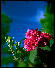 photo "***"