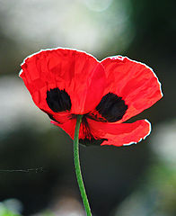 фото "Poppy"