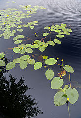 фото "чистые воды"