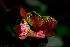 photo "A maple"