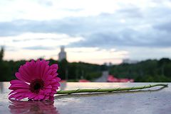фото "Gerbera"