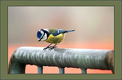 photo "***"