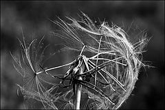 photo "dandelion"