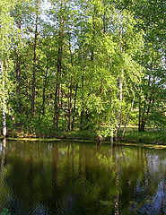 фото "Ветерок"