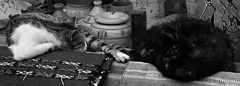 photo "Мароканские заметки о кошках 1"