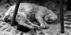 photo "Мароканские заметки о кошках 2"