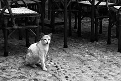 photo "Мароканские заметки о кошках 3"