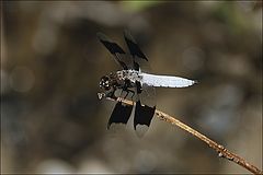 photo "dragonfly"