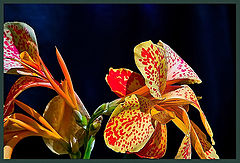 фото "Miss Matylda"