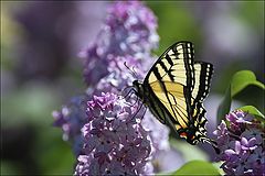 photo "Machaon"