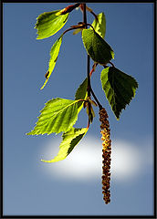 photo "***"
