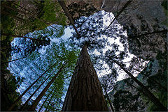photo "Dizziness"