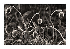photo "***"