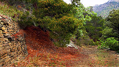 photo "Old road in Noviy Svet"