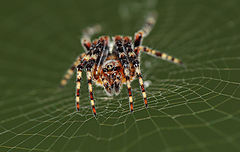 фото "Litlle spyder which lives in my balcony"