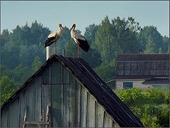 photo "The Sentinels"