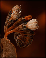 photo "***"
