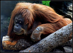 photo "rest and watch"