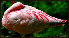 фото "at rest"