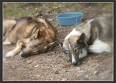 photo "Dog Dreams"