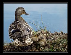 photo "Happy Mother"