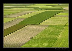 photo "Fileds"