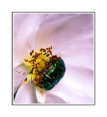photo "***"