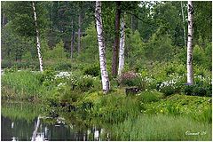 photo "Forest saga..."