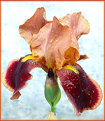 photo "***"