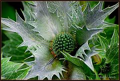 photo "silver flower"