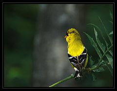 photo "Gold Finch"