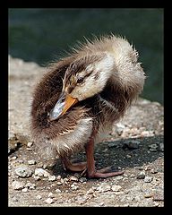 photo "Mallard duckling"