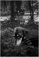 photo "Dog and summer"