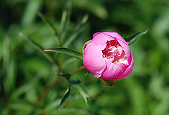 photo "***"