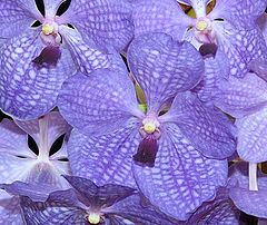 фото "Vanda Orchid."