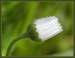 photo "***"