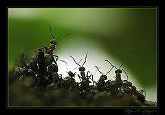 photo "***"