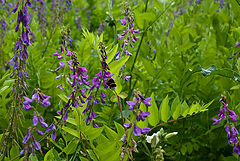 photo "In a high grass"